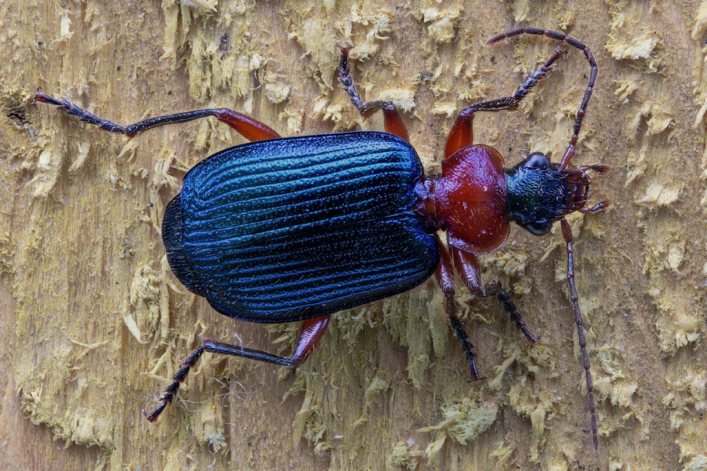 Carabidae - Lamprias fulvicollis